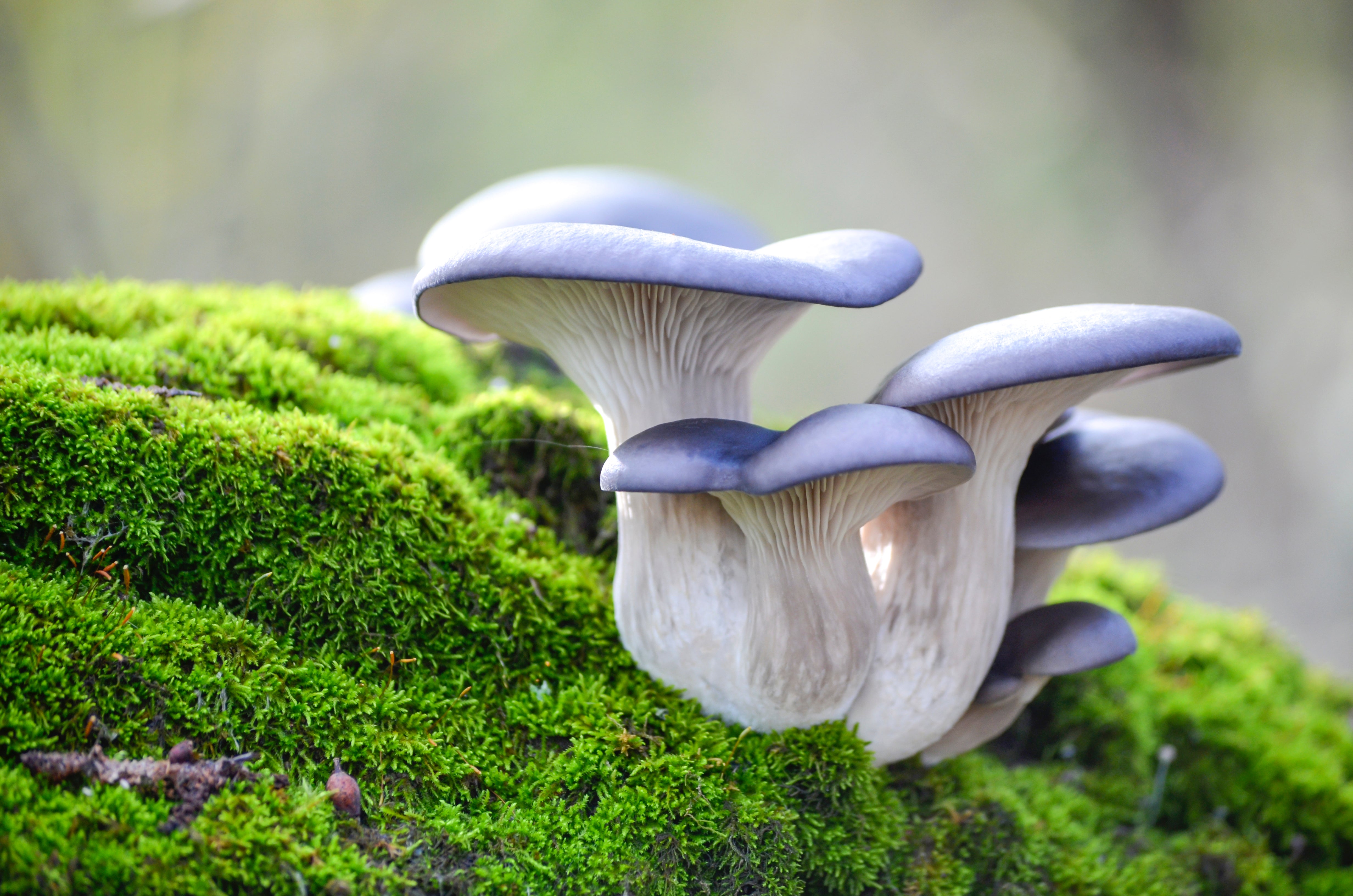 Cluster of fresh blue oyster mushrooms in the UK with smooth caps growing on moss-covered wood in a natural forest setting.