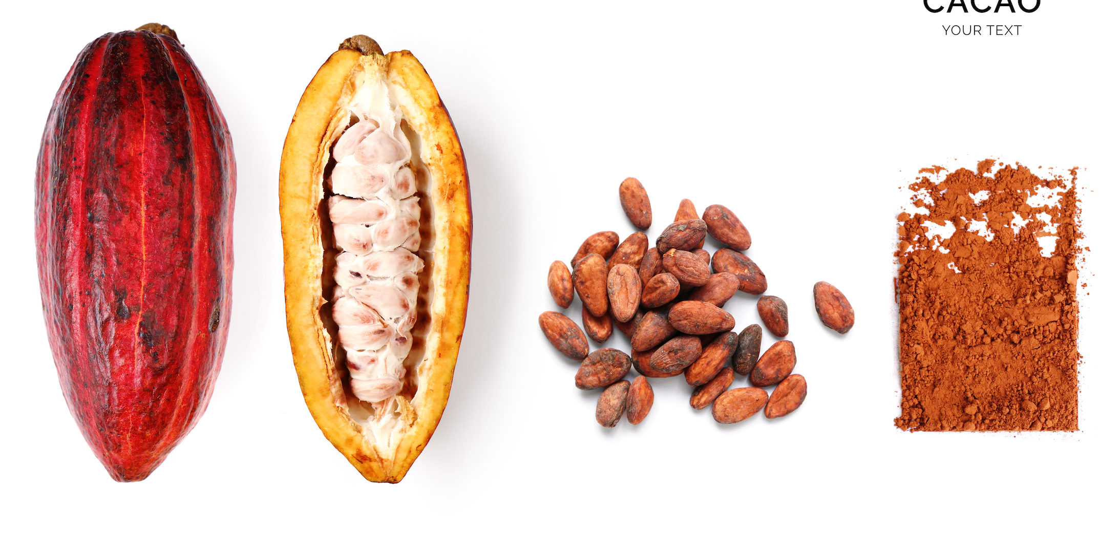 Stages of cacao processing: whole cacao pod, split pod with pulp and seeds, dried cacao beans, and ground cocoa powder on a white background.