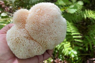 A person holding a Lion's Mane mushroom in their hand.