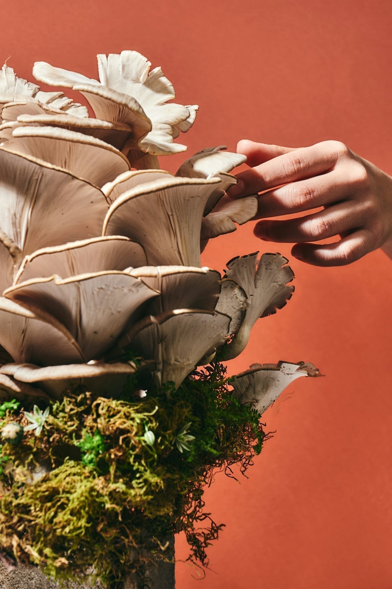 Mushroom Tea Benefits: Ritual, Research, and Recipes for Everyday Resilience