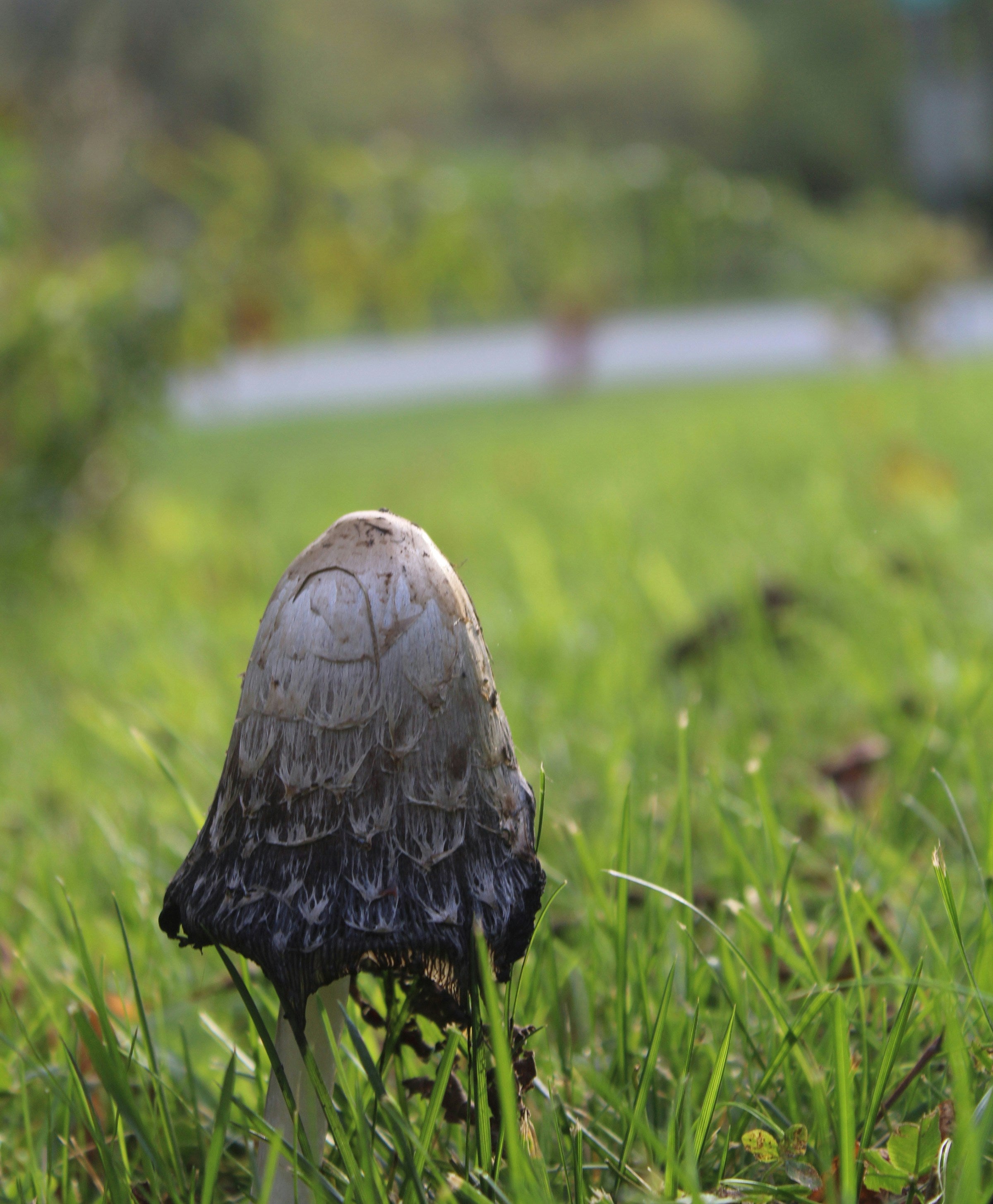 Shaggy Mane mushroom (Coprinus comatus) emerging from a grassy lawn, showing characteristic shaggy cap and dark inky edges during autodigestion phase.