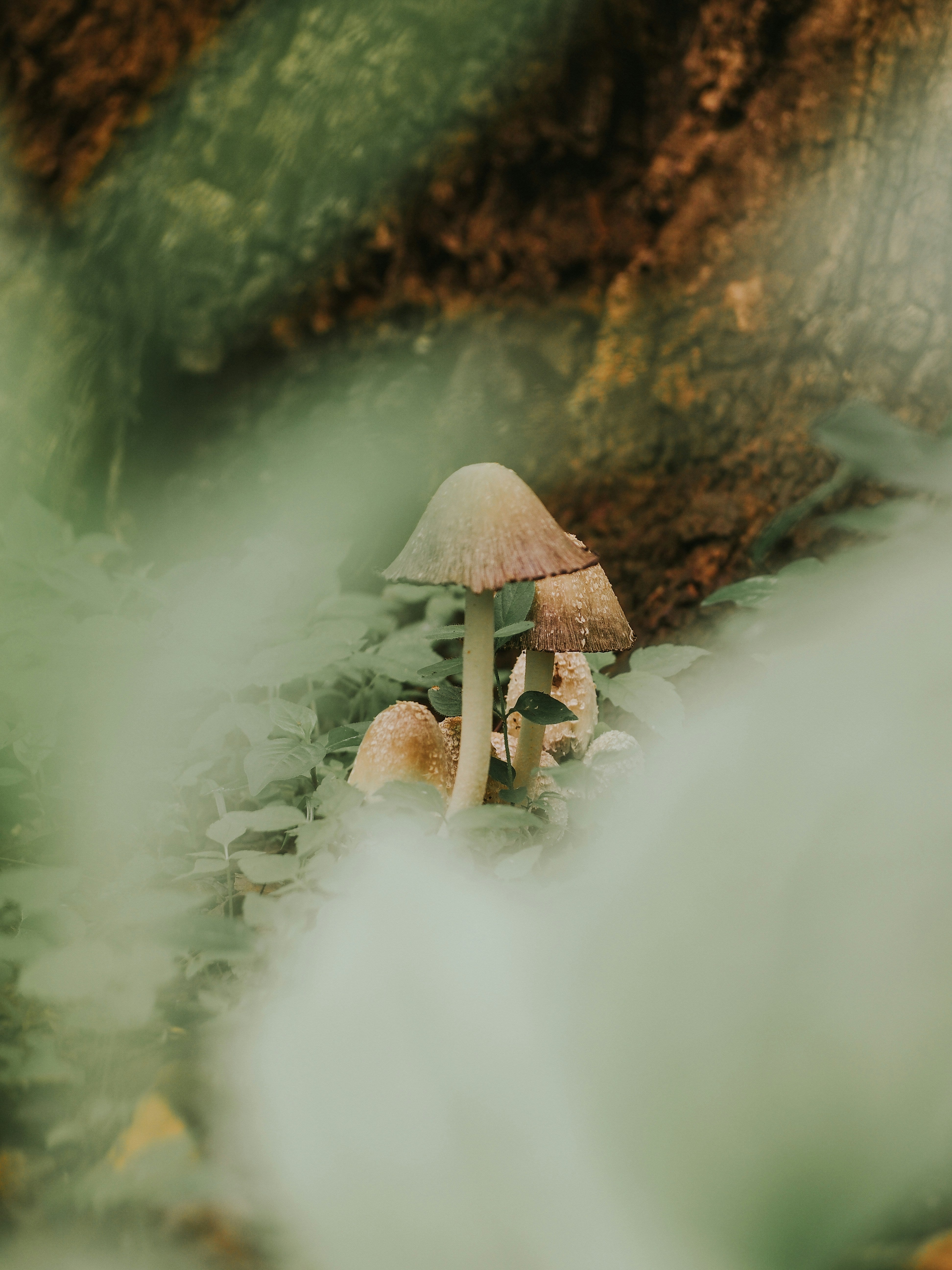 Cluster of wild mushrooms growing at the base of a tree, partially hidden by soft green foliage — capturing nature’s subtle beauty, ecosystem harmony, and the quiet presence of fungi in forest life in the UK.