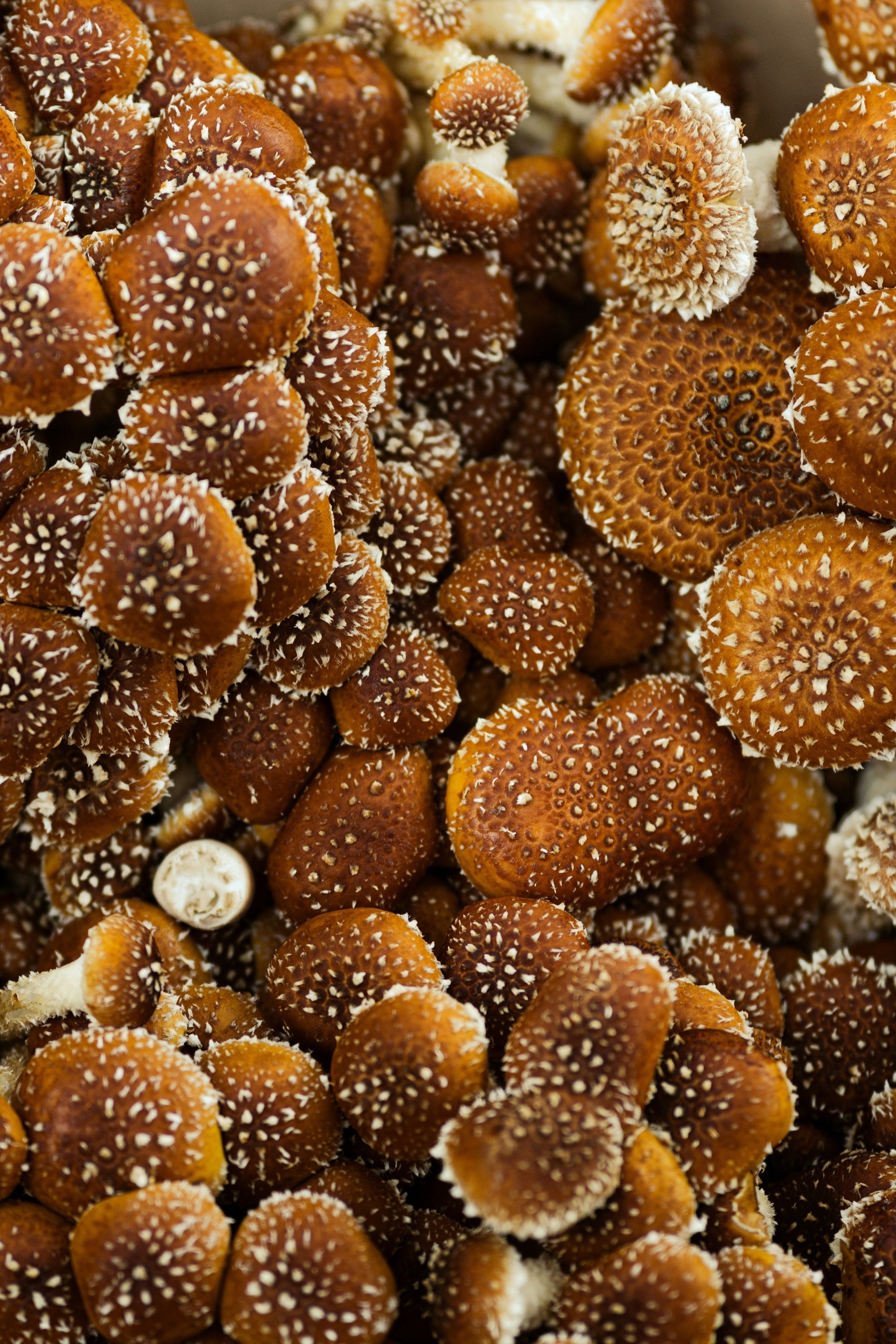 Close-up of clustered shiitake mushrooms in the UK with white speckled caps — showcasing the intricate texture and organic density of functional fungi used in wellness and supplement formulations.