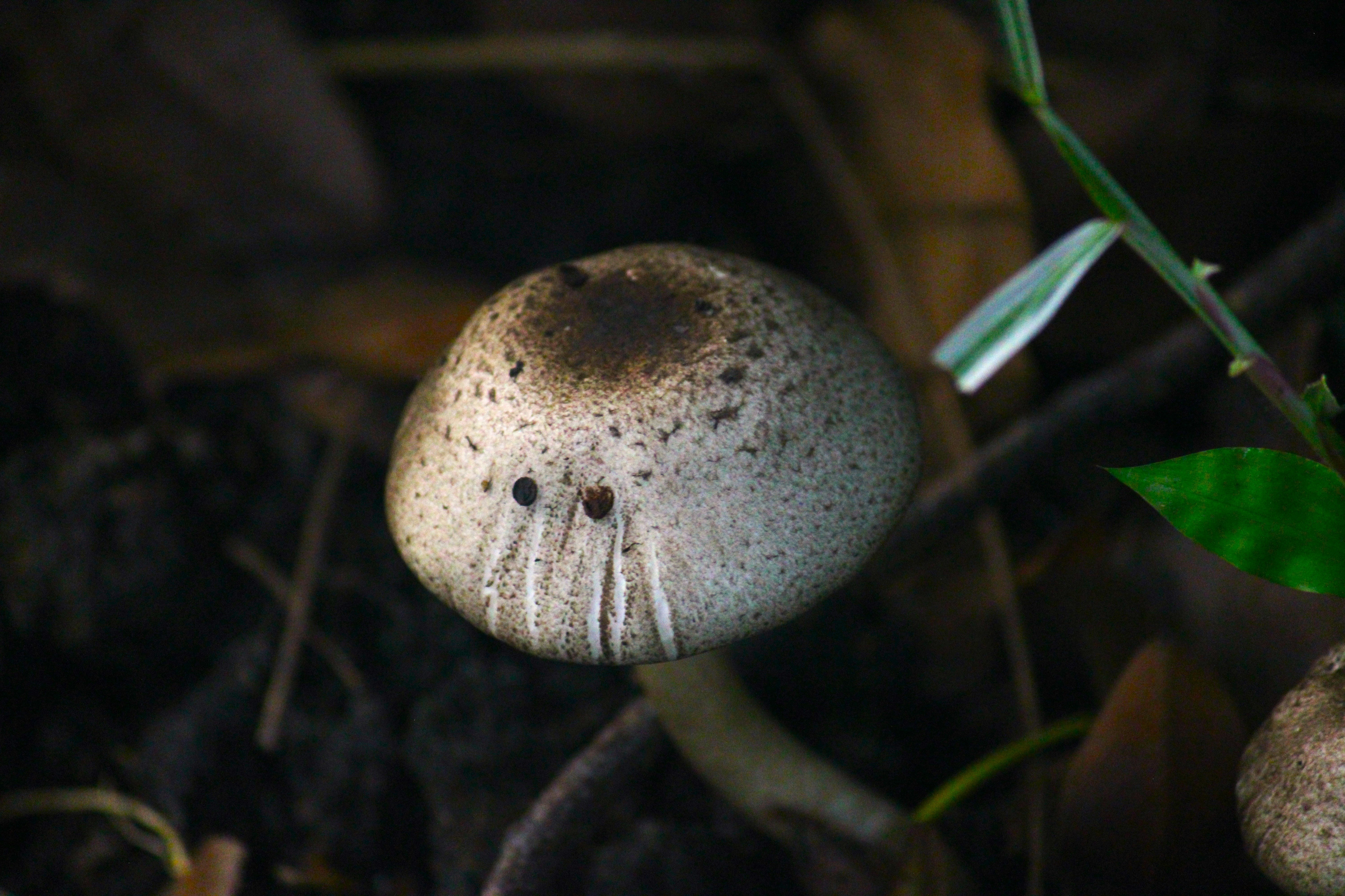 Close-up of a single portobello mushroom growing in dark forest soil with natural markings and ambient lighting — highlighting the earthy texture and resilience of functional fungi in their natural habitat.