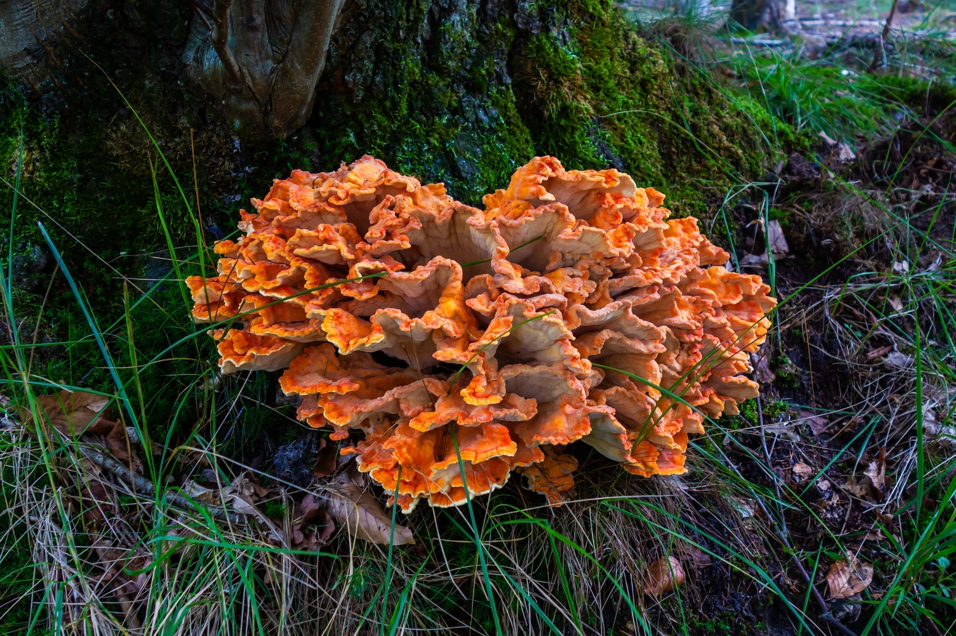 Bright orange Chicken of the Woods mushroom (Laetiporus sulphureus) growing in layered clusters at the base of a moss-covered tree in a forest setting, surrounded by green grass and leaves.
