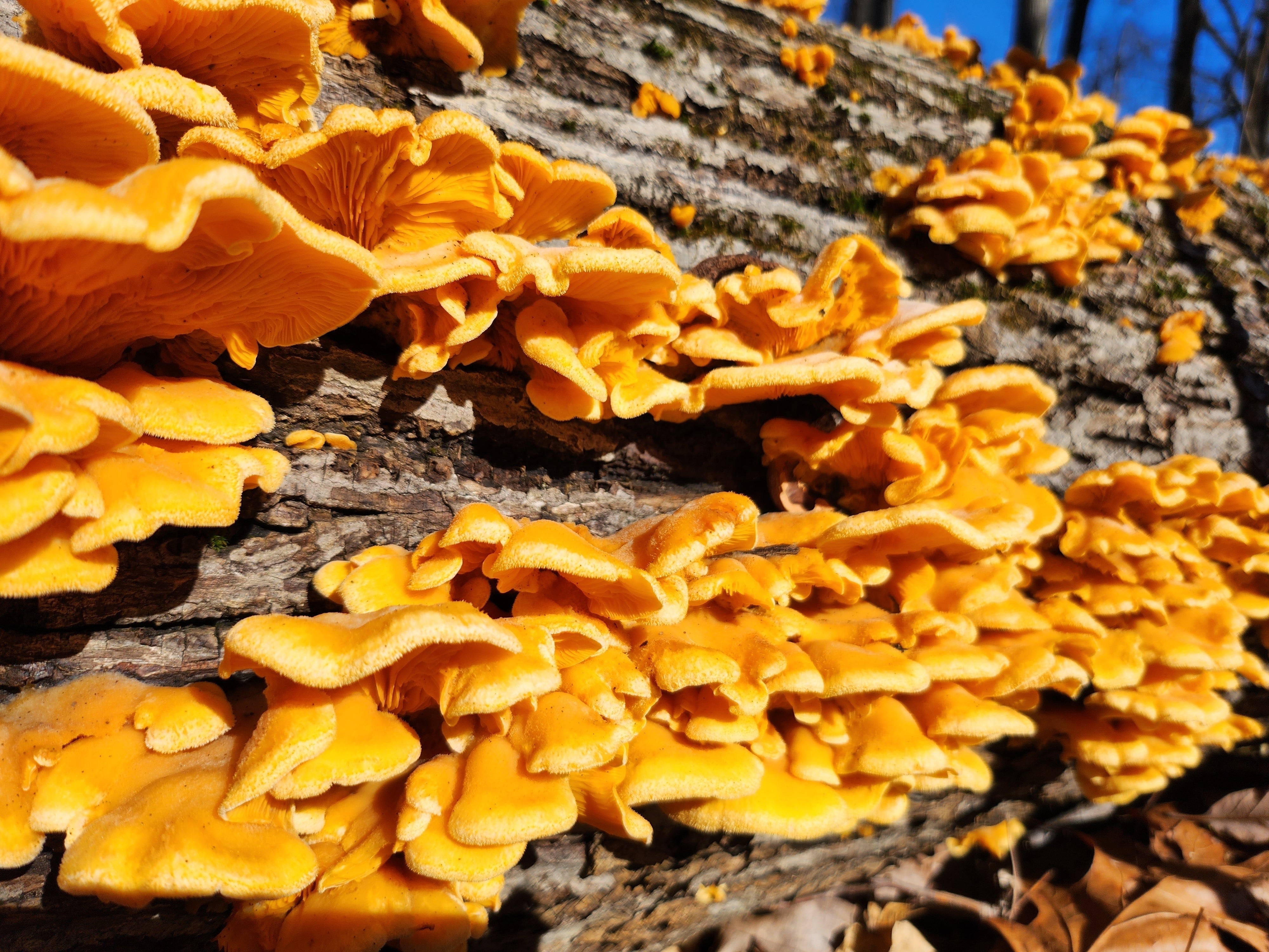 Bright orange Chicken of the Woods mushrooms growing in clusters on a fallen hardwood log in a forest.