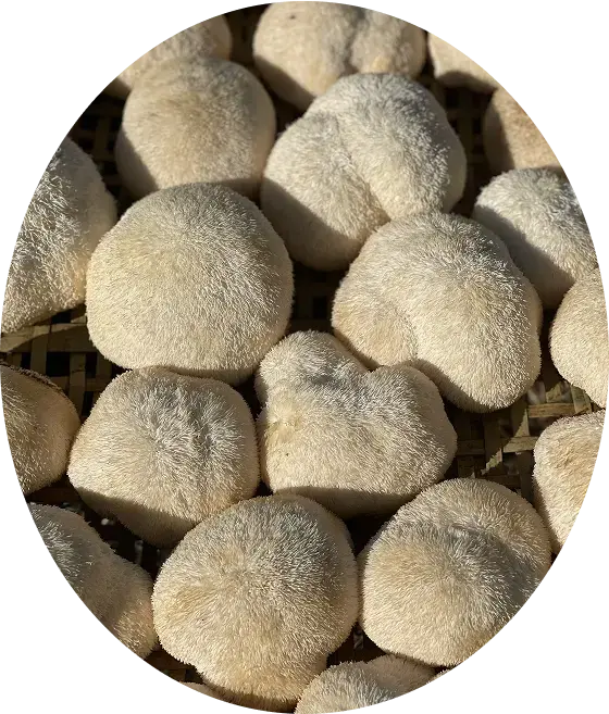Hericium erinaceus