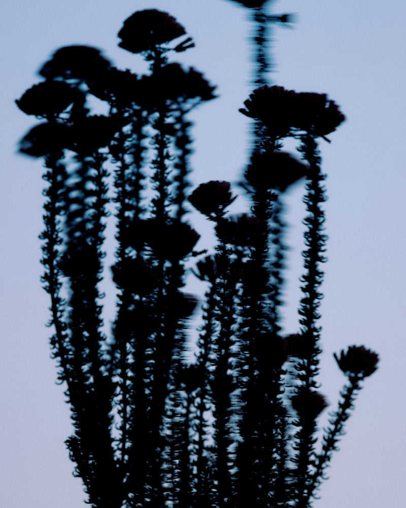 Silhouetted tall flowering plants with spiky stems and round blooms set against a soft blue and purple twilight sky.