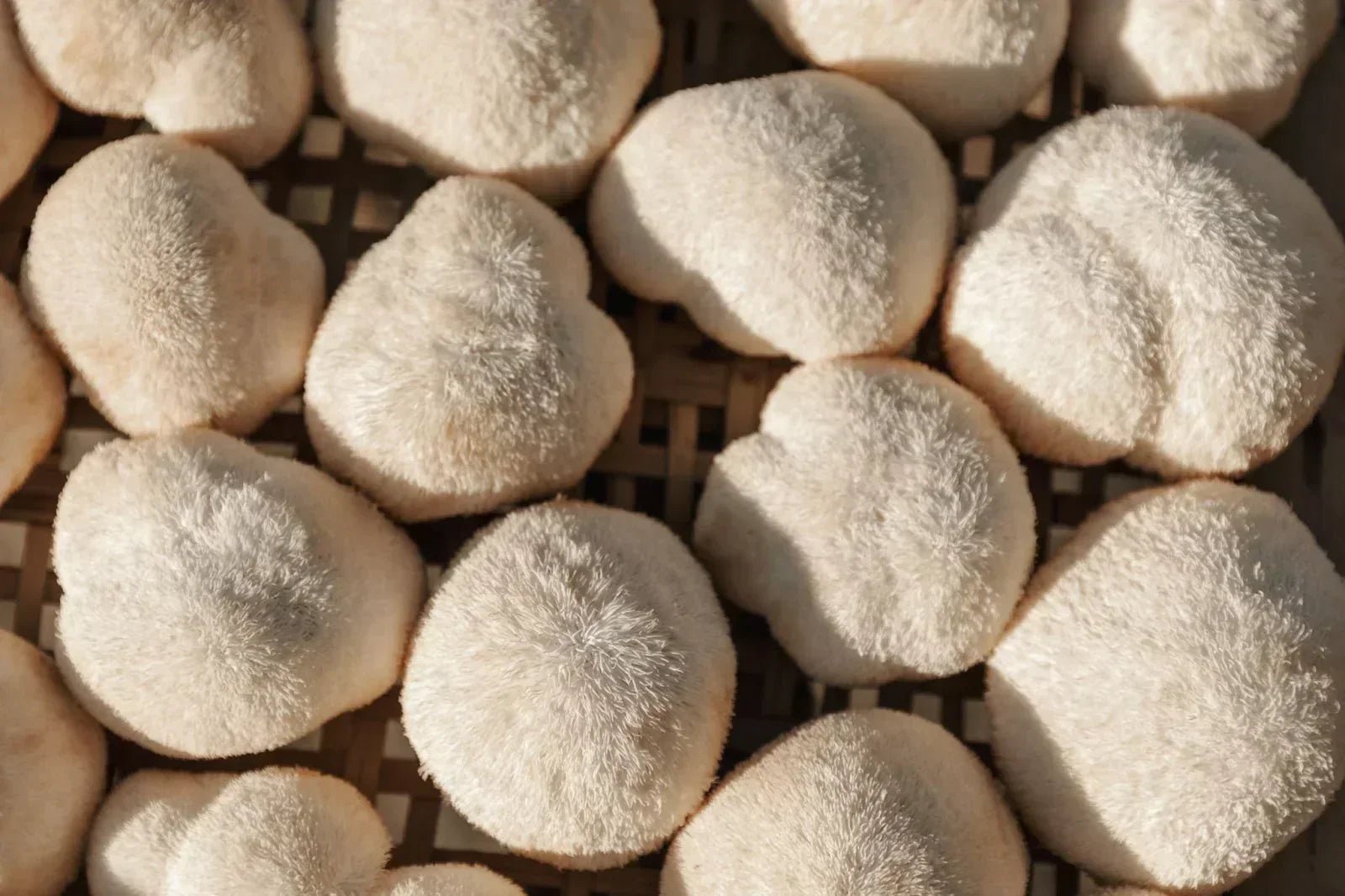 Close-up of fresh Lion’s Mane mushrooms (Hericium erinaceus) with soft, shaggy spines, displayed on a woven tray in natural sunlight—highlighting their unique texture and quality for culinary and medicinal use.