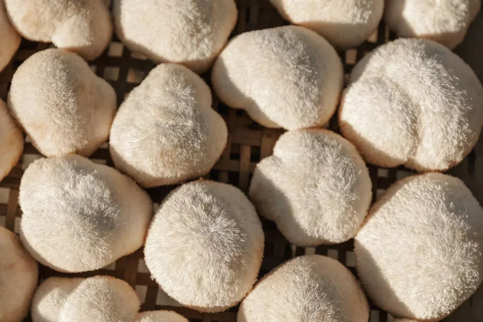 Close-up of fresh Lion’s Mane mushrooms (Hericium erinaceus) with soft, shaggy spines, displayed on a woven tray in natural sunlight—highlighting their unique texture and quality for culinary and medicinal use.
