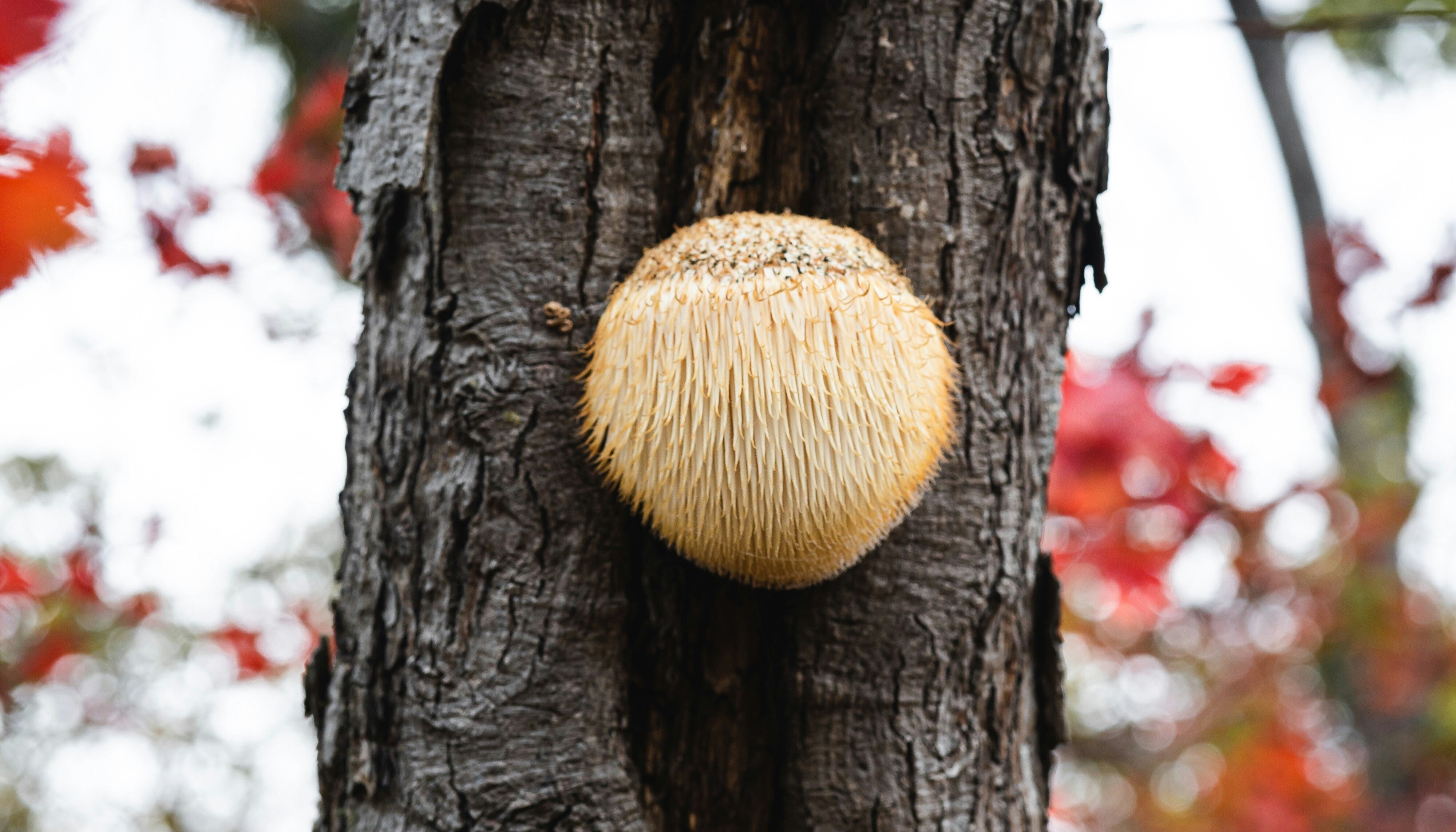 Lion’s Mane mushroom growing on a tree trunk in autumn forest in the UK—natural nootropic known for supporting brain health and cognitive function.