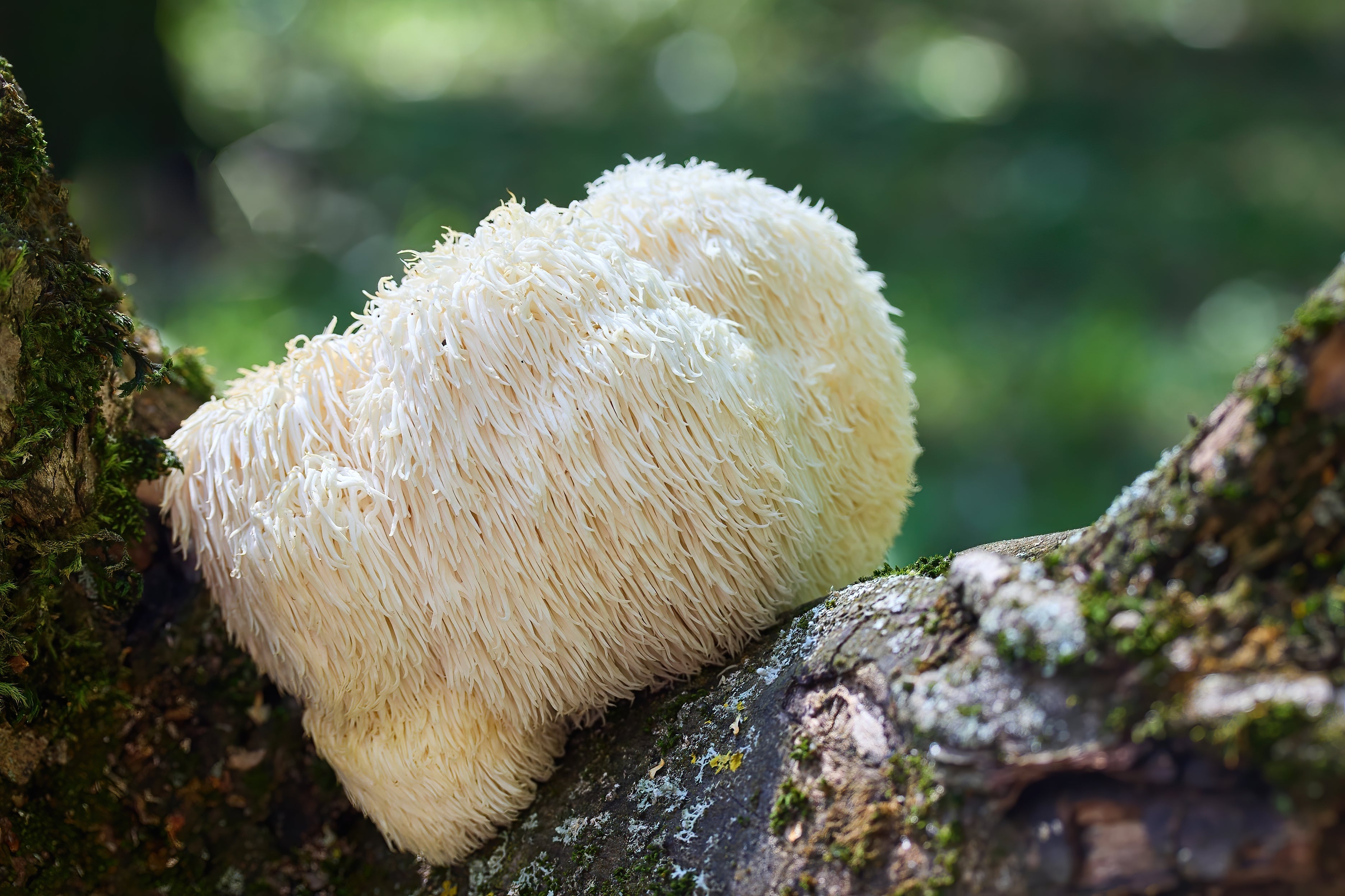 Lion’s Mane mushroom (Hericium erinaceus) in the UK growing on a tree in the wild forest — known for its brain-supportive compounds and cognitive health benefits.
