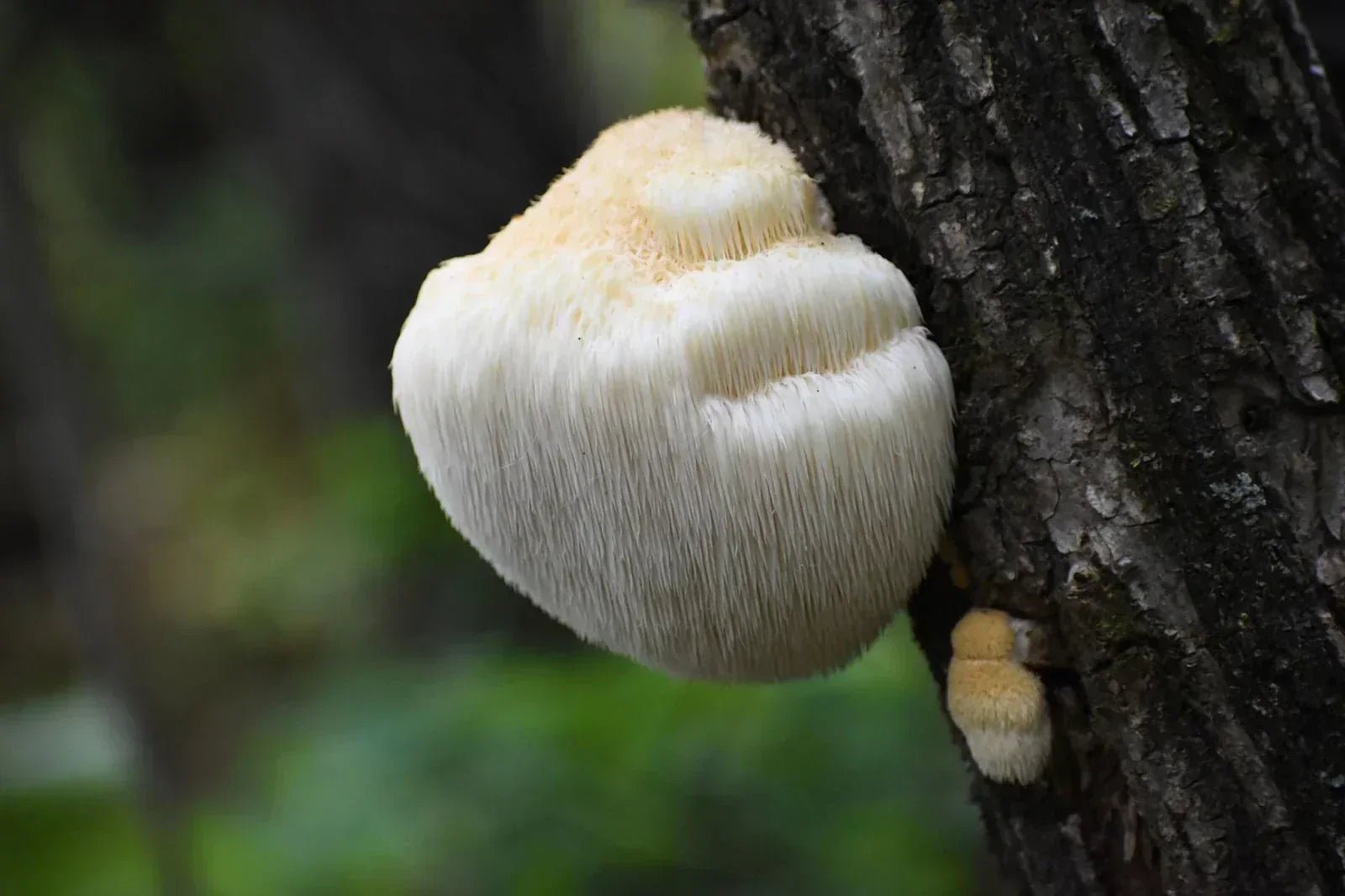 Lion’s Mane mushroom (Hericium erinaceus) growing on a tree trunk in a forest in the UK – known for its cognitive and nerve-supporting properties.