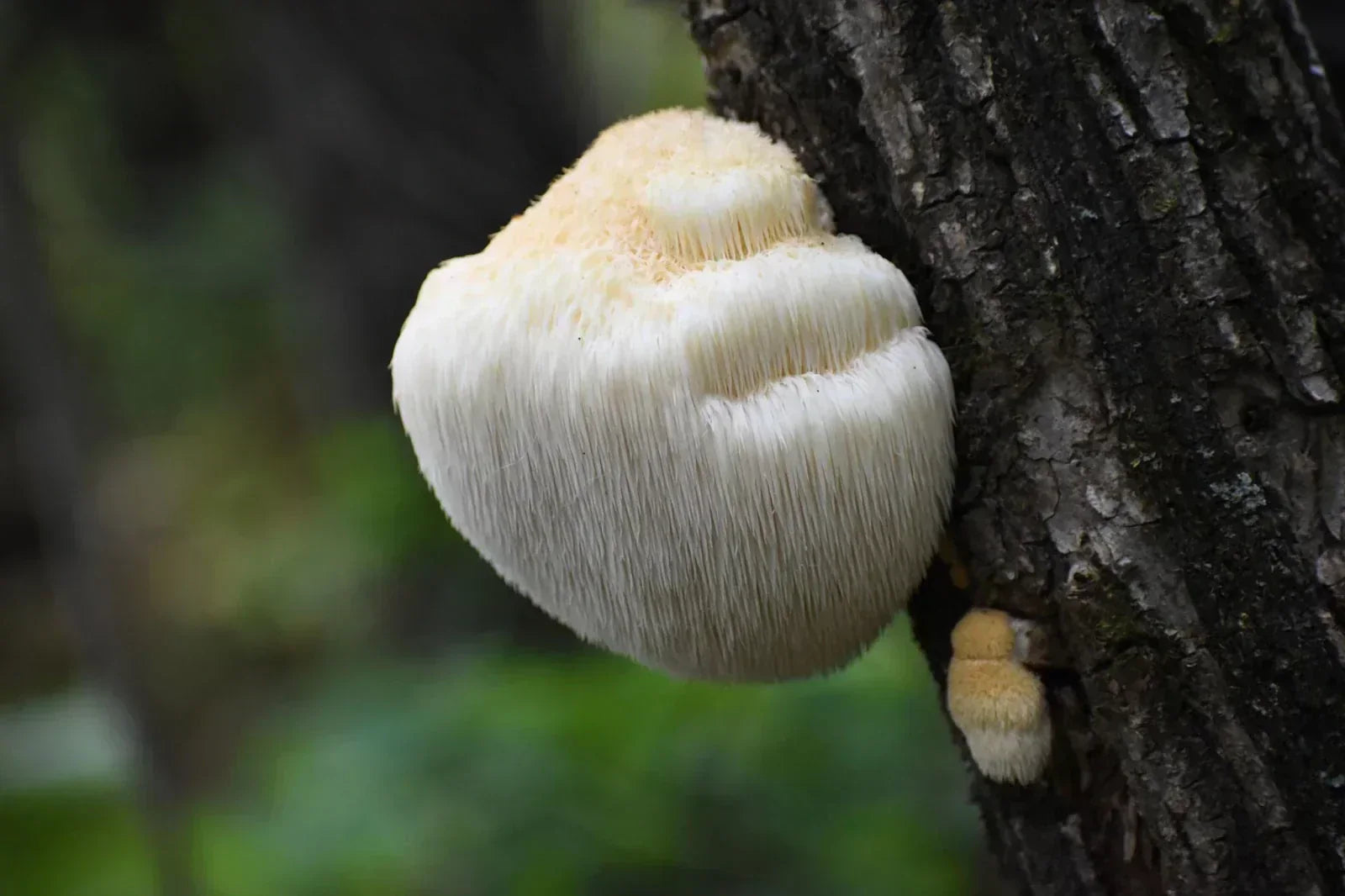 Lion’s Mane mushroom (Hericium erinaceus) growing on a tree trunk in a forest in the UK – known for its cognitive and nerve-supporting properties.