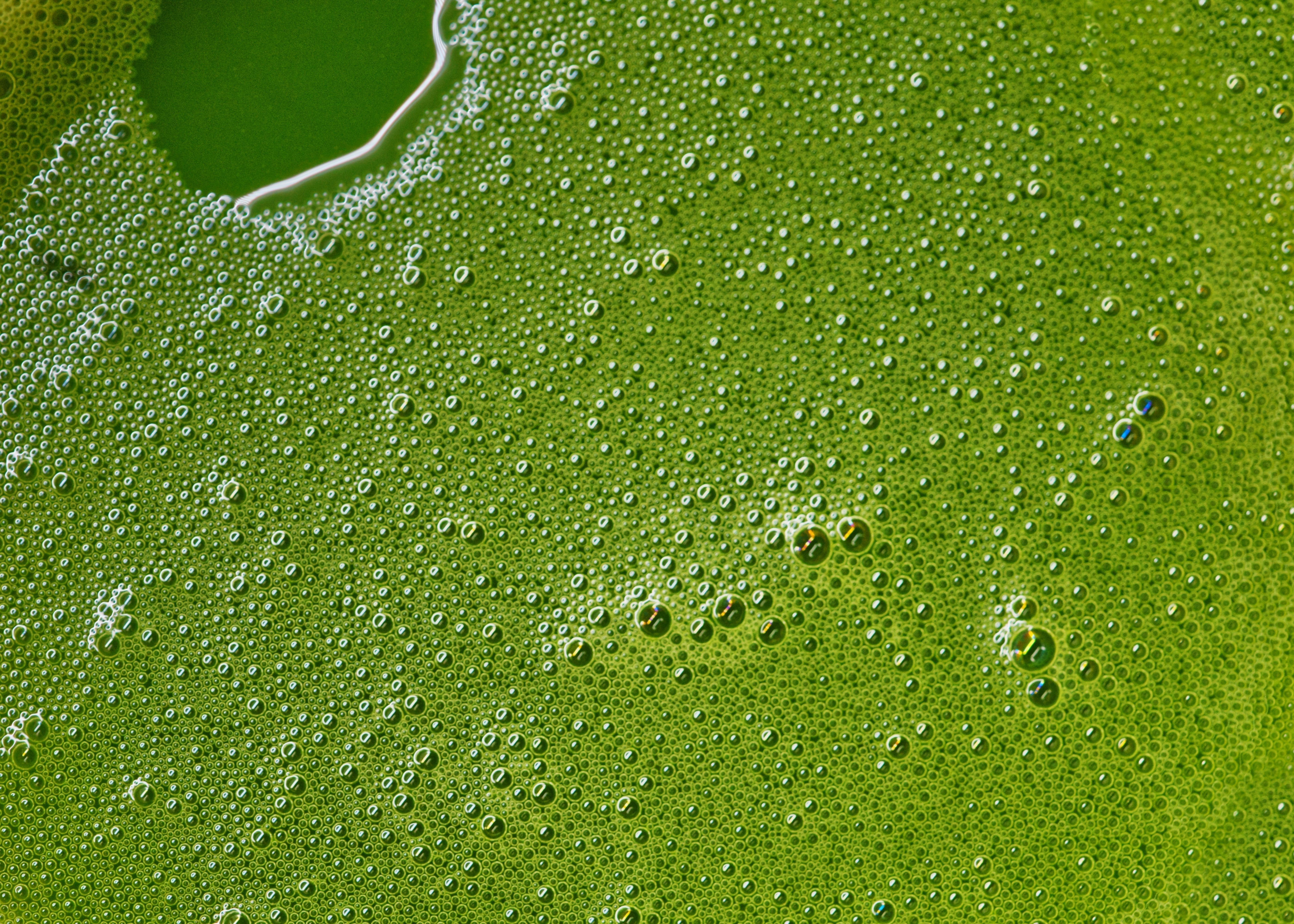 Close-up of vibrant, frothy organic matcha tea surface with microbubbles, highlighting the rich green color and texture of freshly whisked ceremonial-grade matcha.