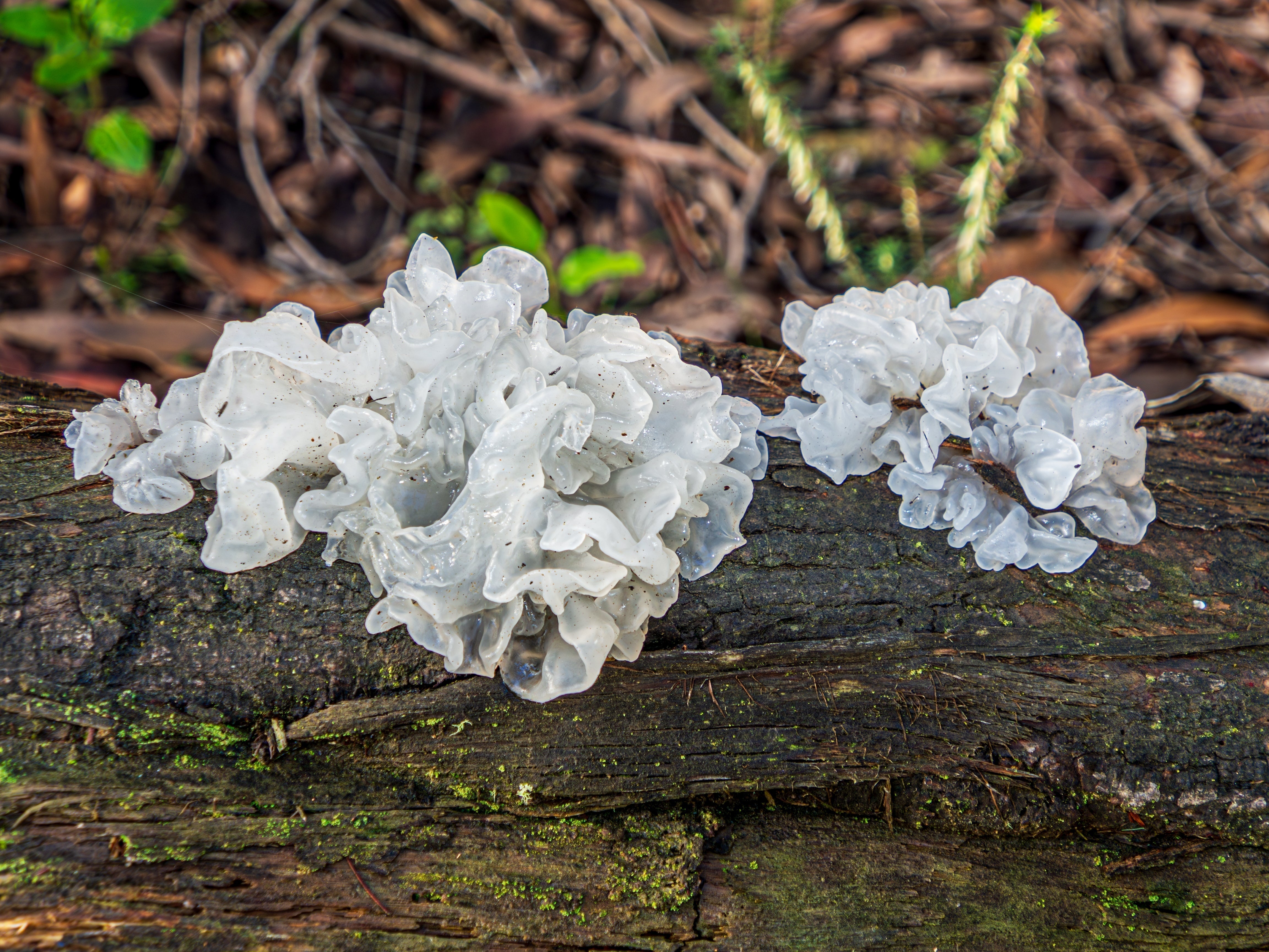Tremella fuciformis (snow fungus) growing on decaying wood in a forest in the UK, known for its skin-hydrating, anti-inflammatory and antioxidant benefits in functional mushroom supplements.
