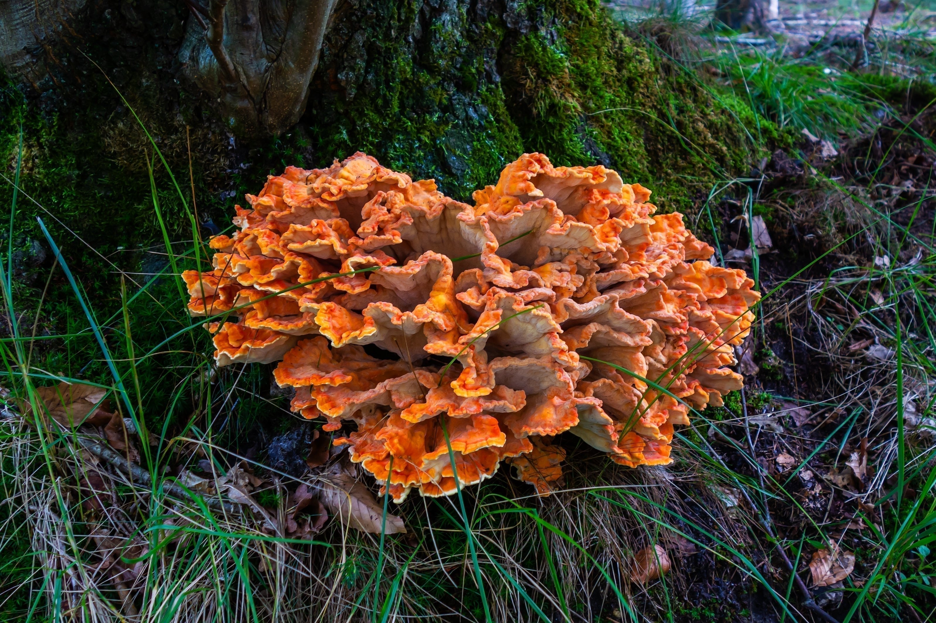 Bright orange Chicken of the Woods mushroom (Laetiporus sulphureus) growing in layered clusters at the base of a moss-covered tree in a forest setting, surrounded by green grass and leaves.