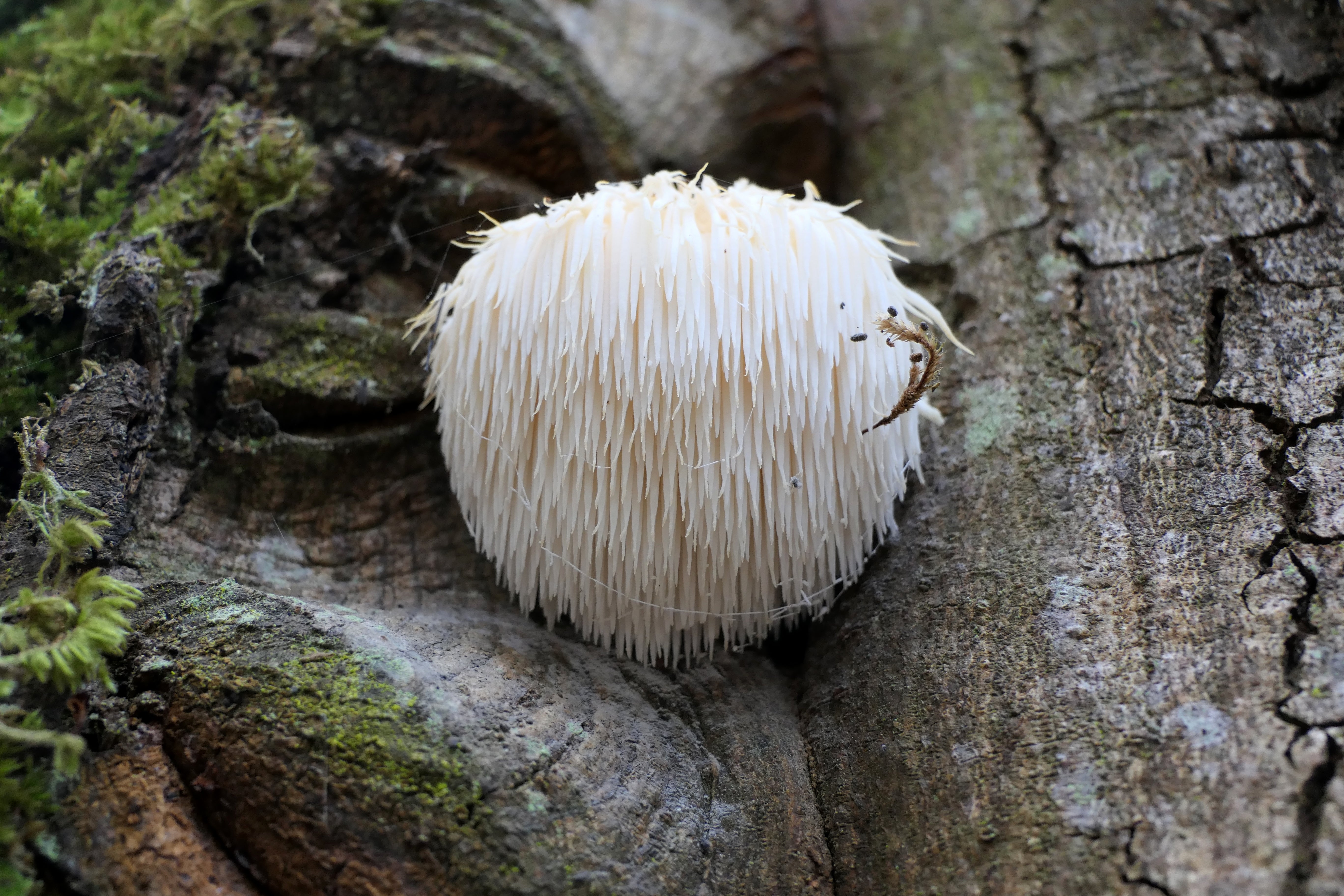 Lion’s mane mushroom (Hericium erinaceus) growing on a hardwood tree trunk in a forest, showing its distinctive white cascading spines.