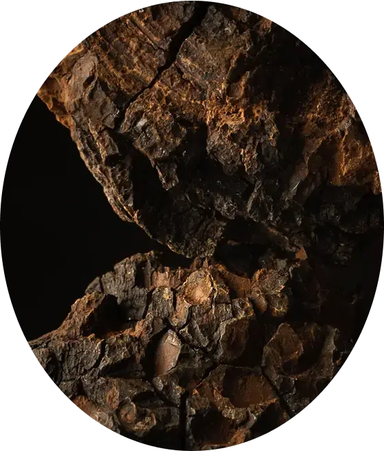 Inonotus obliquus