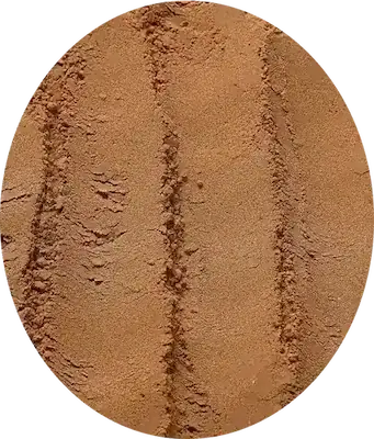Theobroma cacao
