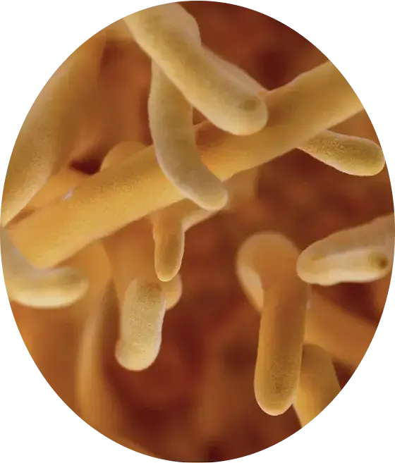 Cordyceps militaris