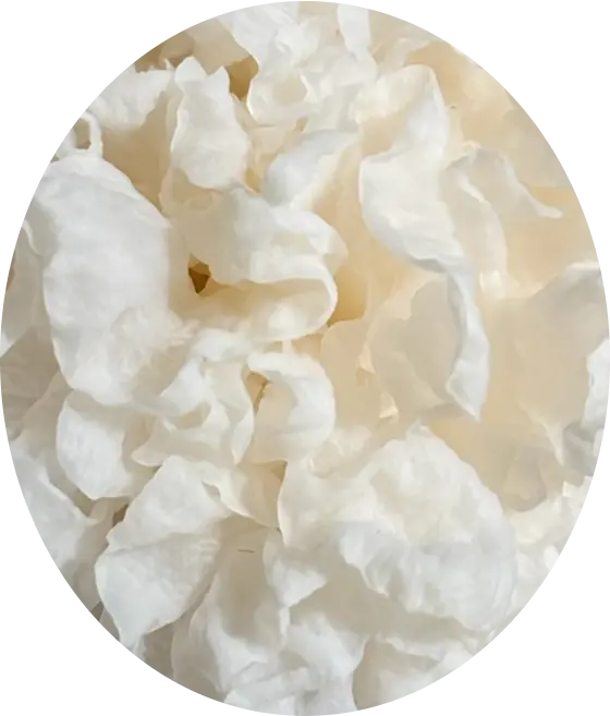 Tremella fuciformis
