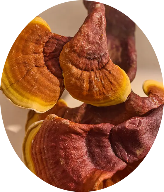 Ganoderma lucidum